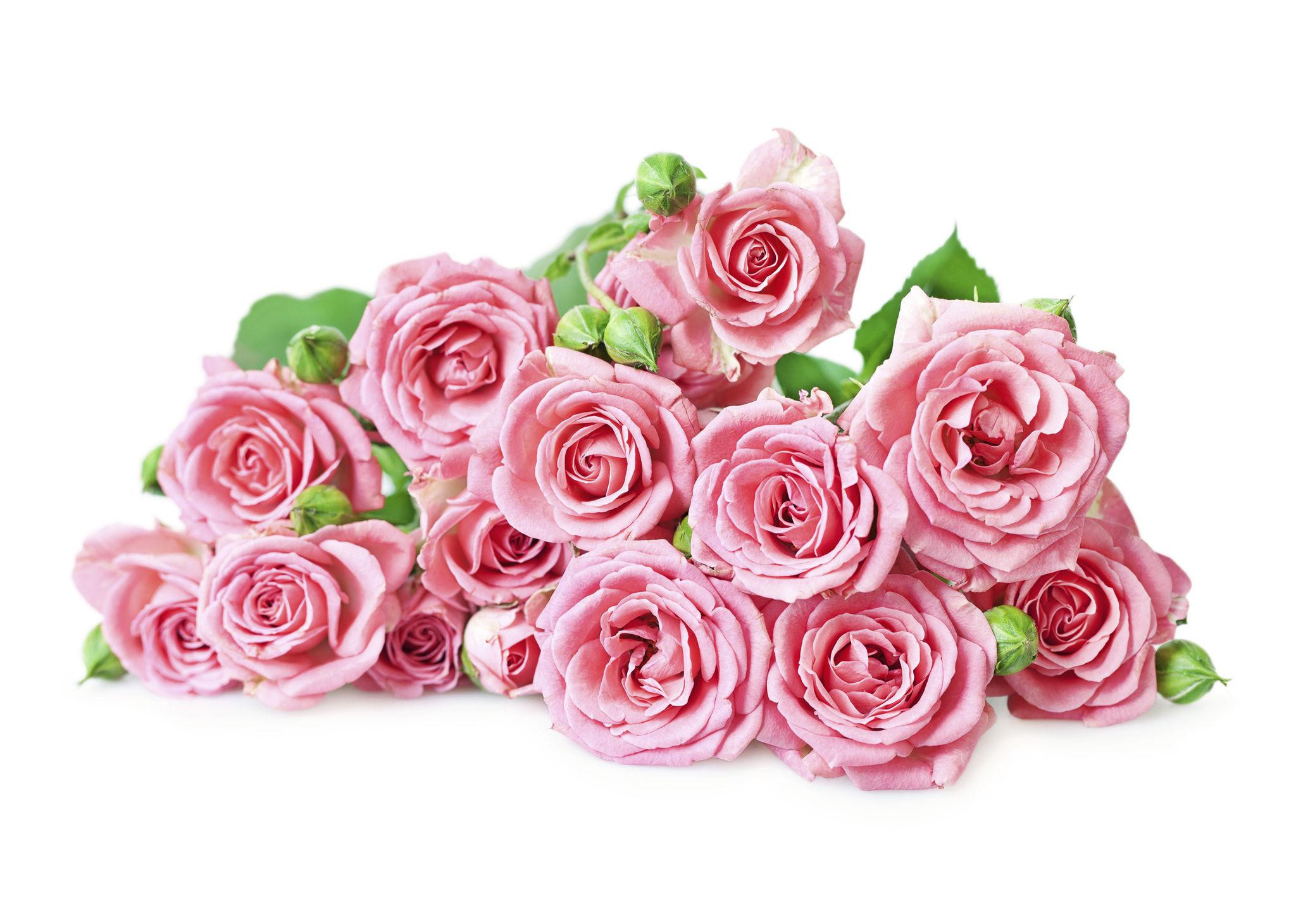 25 Fresh Pink Roses Bouquet with Elegant Ribbon Wrapping
