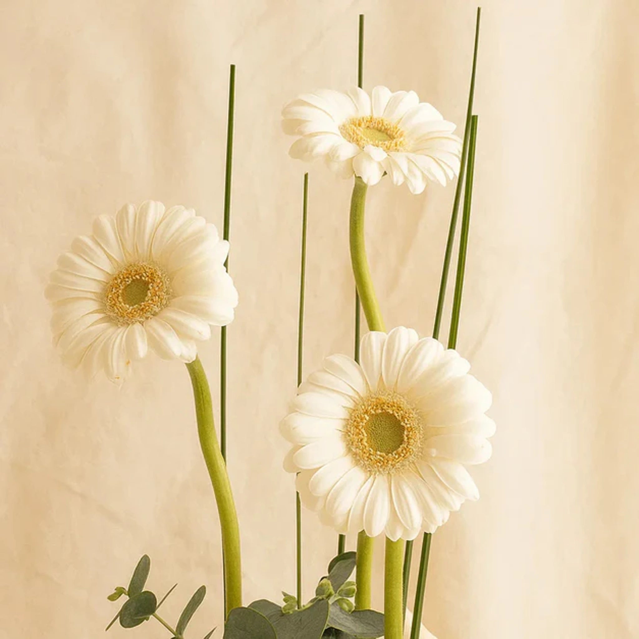 وعاء هدايا أنيق من الشوكولاتة بزهرة الجربيرا والباتشي